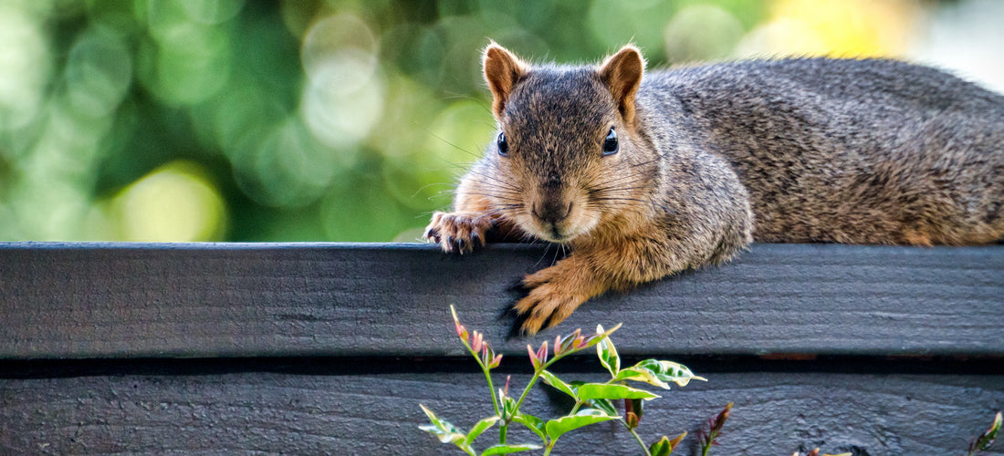 Repelling and Exorcising Rabbits and Squirrels from Your Garden