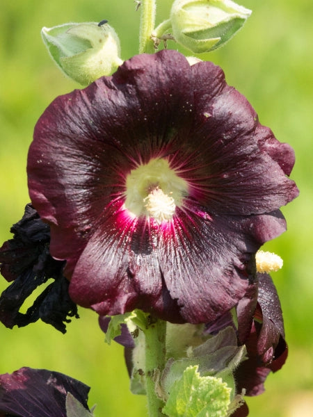 Hollyhock - Alcea rosea, pruning, seeds, planting - Greenfingers Online