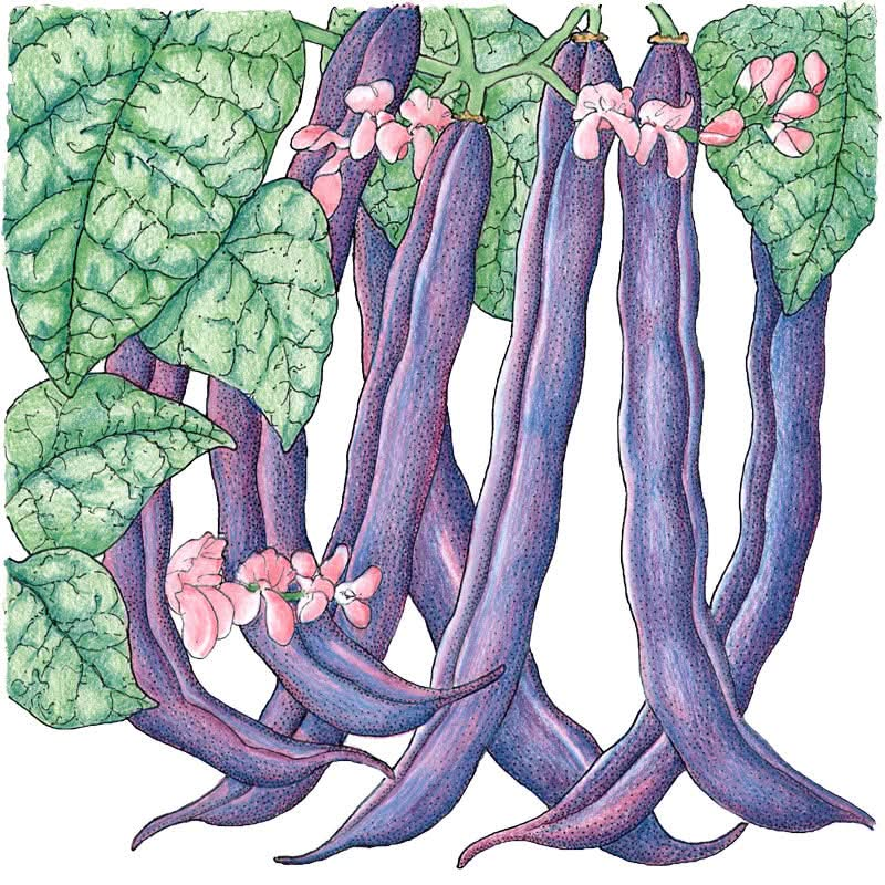 Organic Royalty Purple Pod Bush Bean Seeds For Planting – Seed Needs Llc