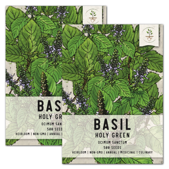 Tulsi Holy Basil Herb Seeds For Planting Ocimum sanctum Seed