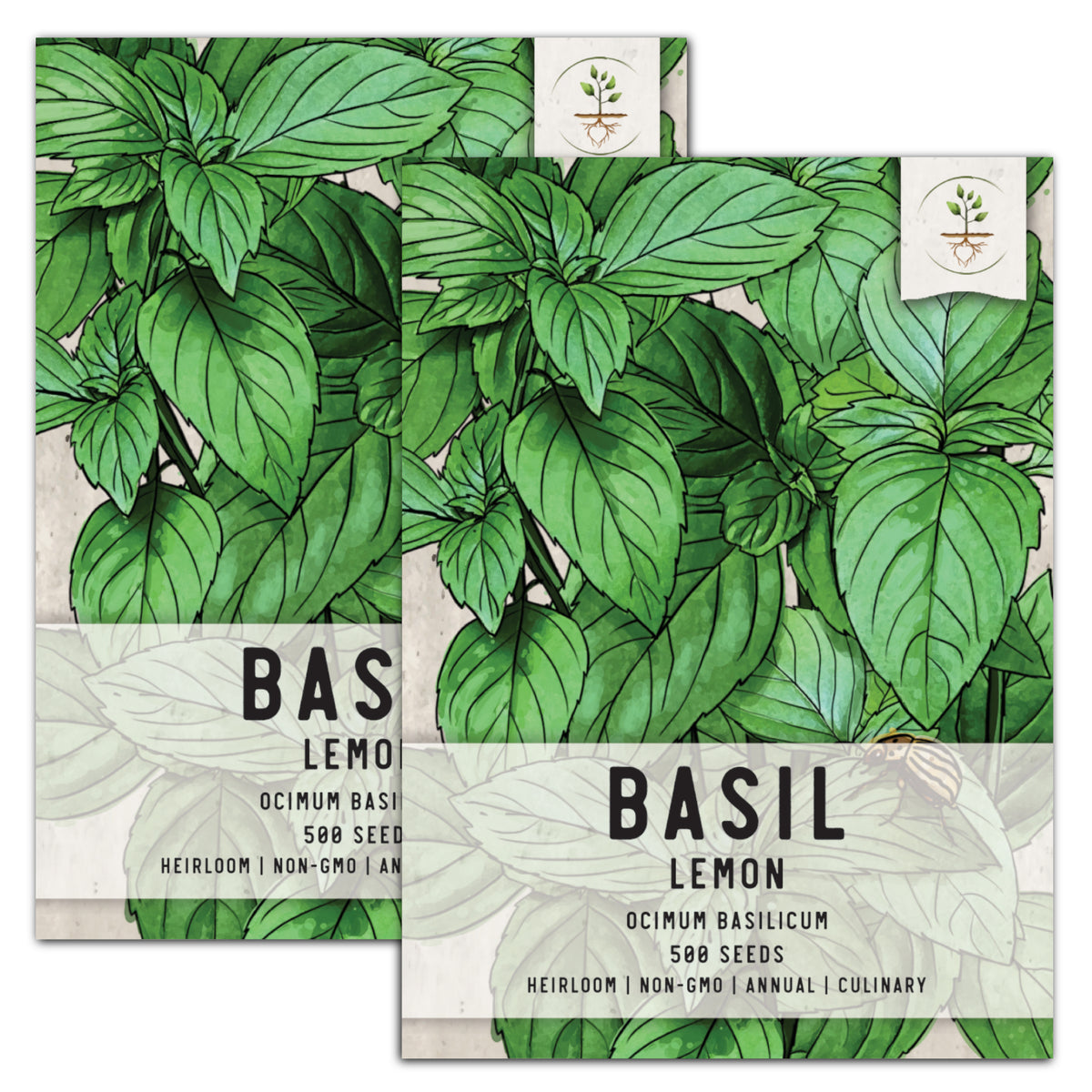 Lemon Basil Seeds For Planting Ocimum basillicum citriodorum