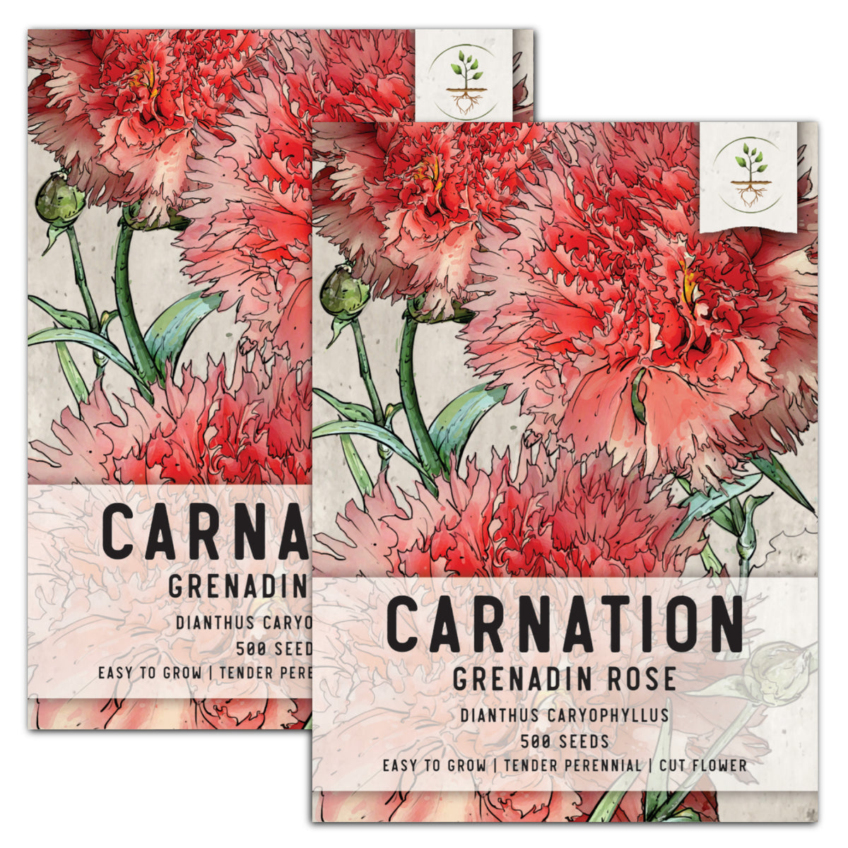 carnation flower seeds sale