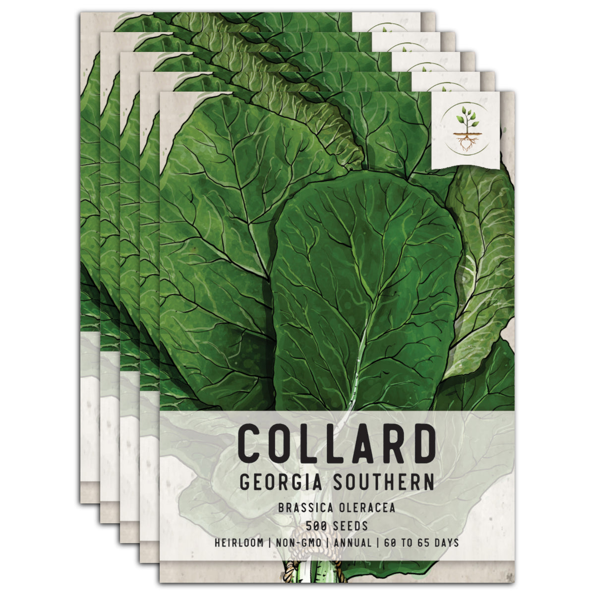 Collard Green Seeds - Organic & Non Gmo Collard Green Seeds - Heirloom  Seeds - Fresh USA Grown Seeds - Georgia Southern Collard Variety