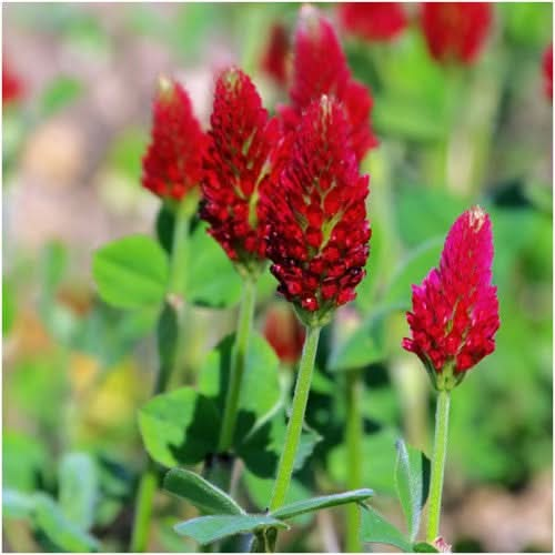 Crimson Clover Seeds For Planting (Trifolium Incarnatum) – Seed Needs LLC