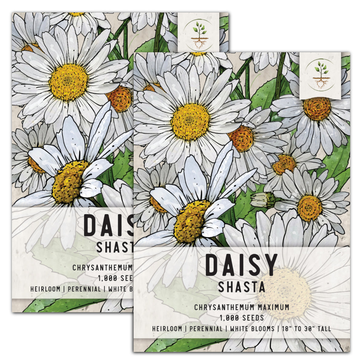 Alaska Shasta Daisy Seeds  Chrysanthemum Maximum Seeds