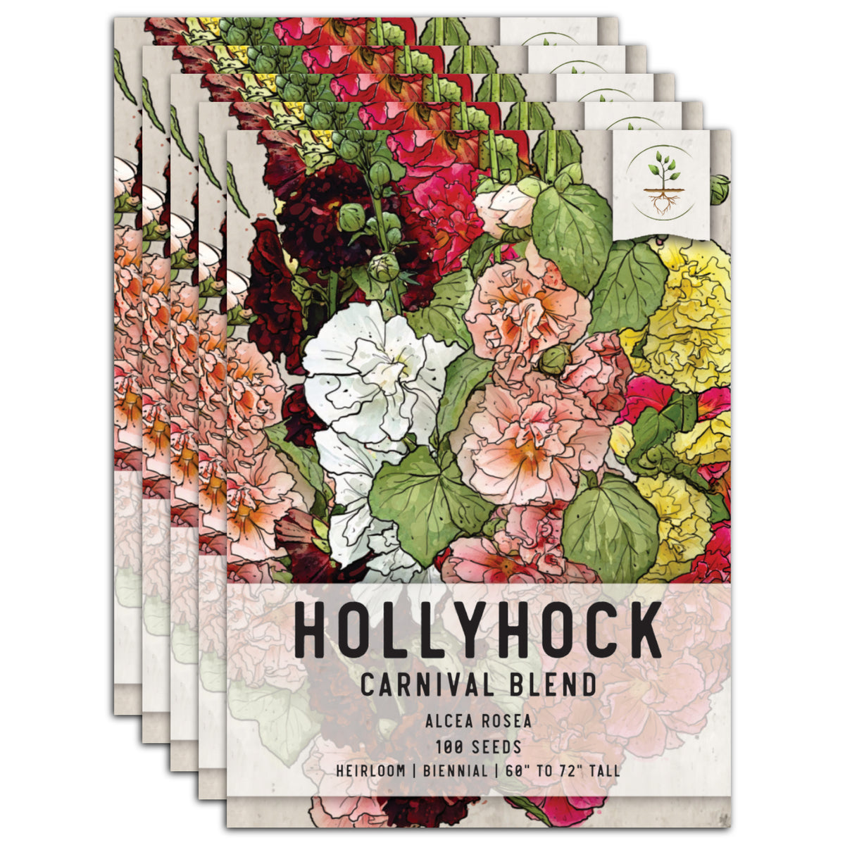 Alcea Rosea, Hollyhock Mix Colors, Biennial, Non GMO Seeds 