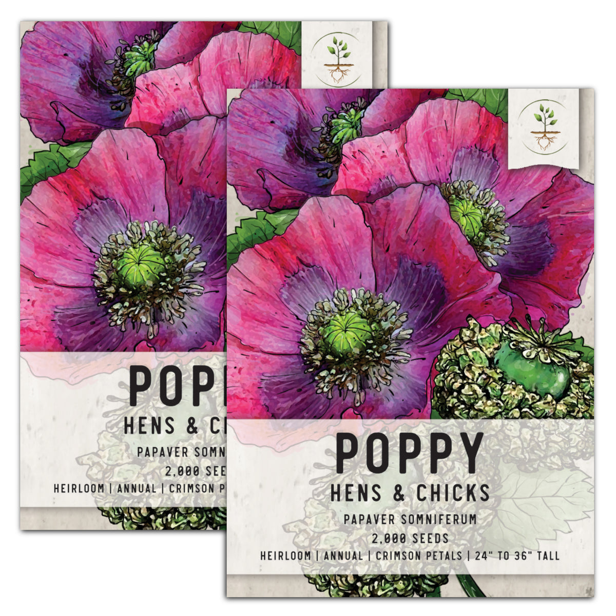 Hens and Chicks Poppy Seeds (Papaver somniferum) - Seed Needs – Seed Needs  LLC