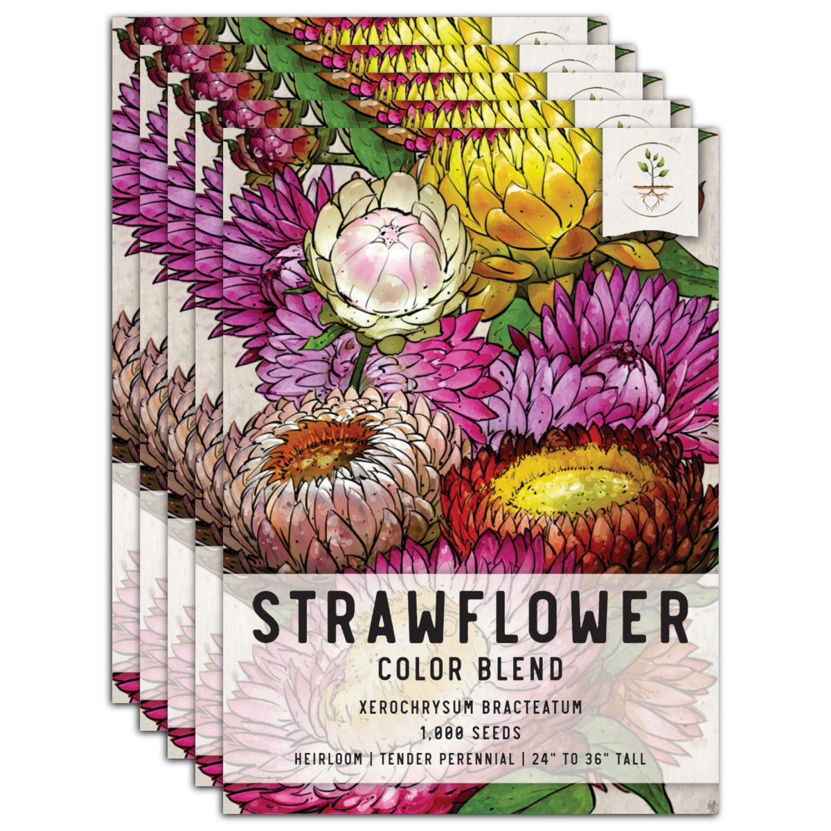 Strawflower (Helichrysum bracteatum) - 200 Seeds - Southern Seed