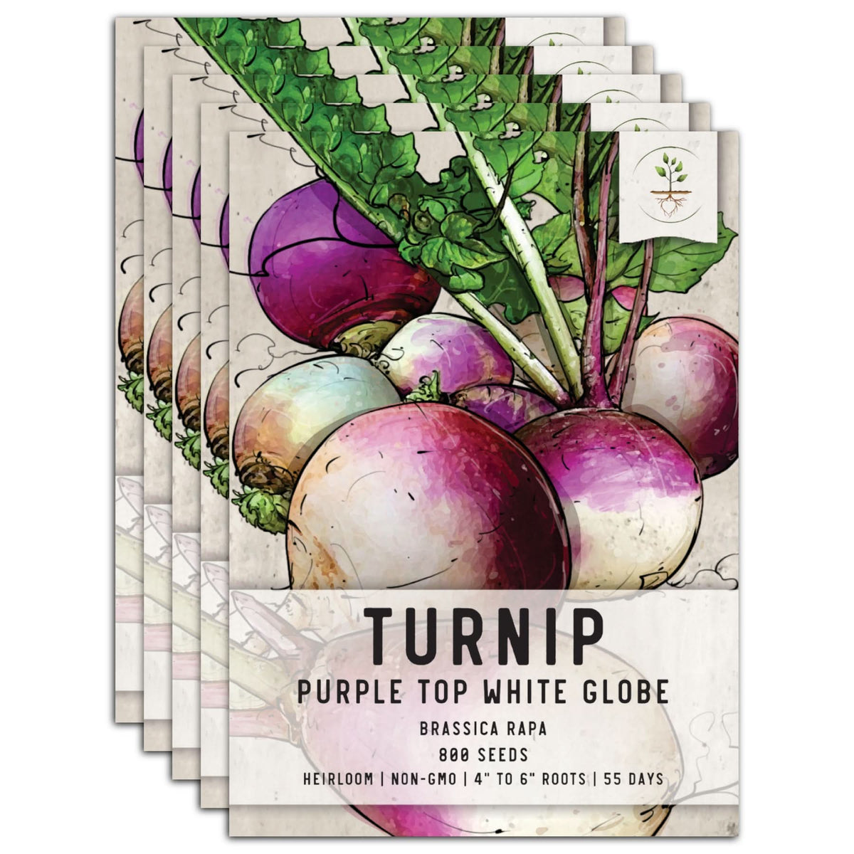 Purple Top White Globe Turnip Seeds For Planting Brassica rapa