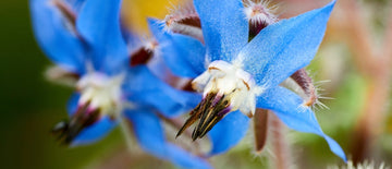 borage seeds for planting