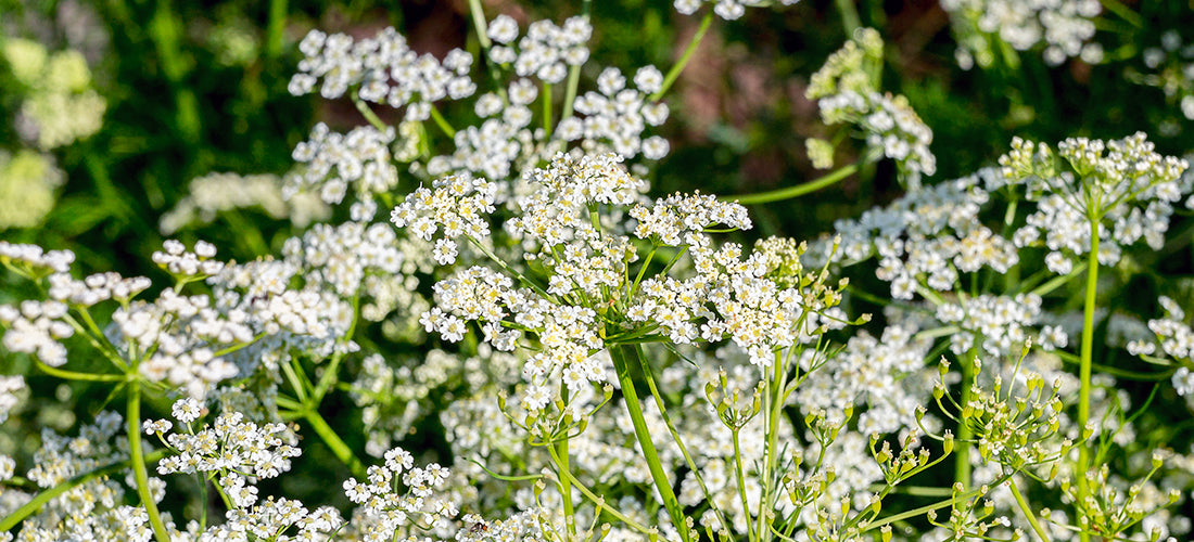 Caraway - Mostly Green