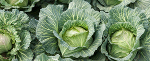 Growing Cabbage Isn