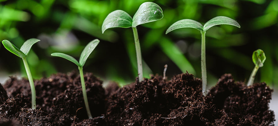 The Dirt on Successful Seed Germination – Seed Needs LLC