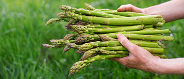 growing asparagus and asparagus recipes