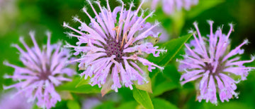 bee balm seeds for planting