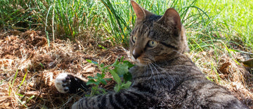 catnip herb seeds for planting