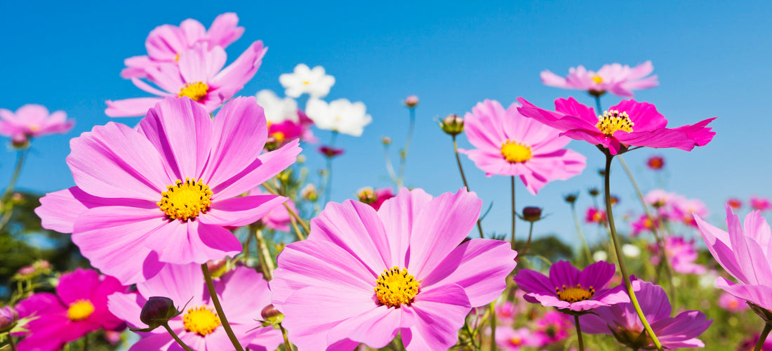 Yellow Cosmos Flowers Water Bottle