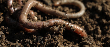 earth worms good for gardens