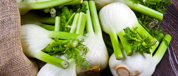 how to grow florence fennel