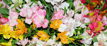 growing alstroemeria peruvian lily from seeds