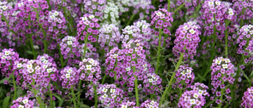 growing alyssum seeds for planting