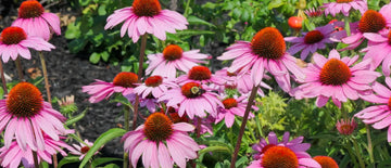 The Cheerful Journey of Growing Coneflowers from Seed