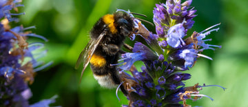 The O.G. Hyssop, Hyssopus Officinalis