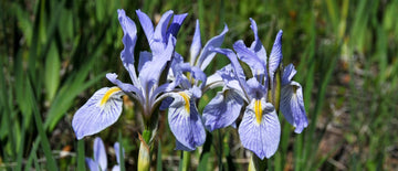 growing-iris-from-seed