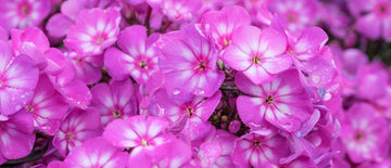 growing phlox from seed