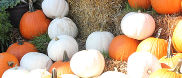 growing pumpkins from freshly harvested heirloom seeds