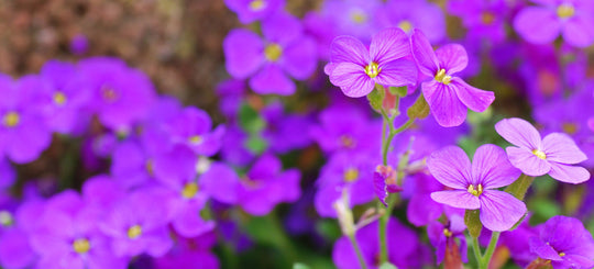 Don't Wait for the End of the World: Growing Rock Cress from Seed ...