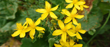 growing st. johns wort from seed