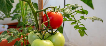 growing tomatoes from seed