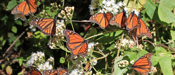 Grow a milkweed garden for monarch butterflies