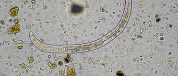 nematodes