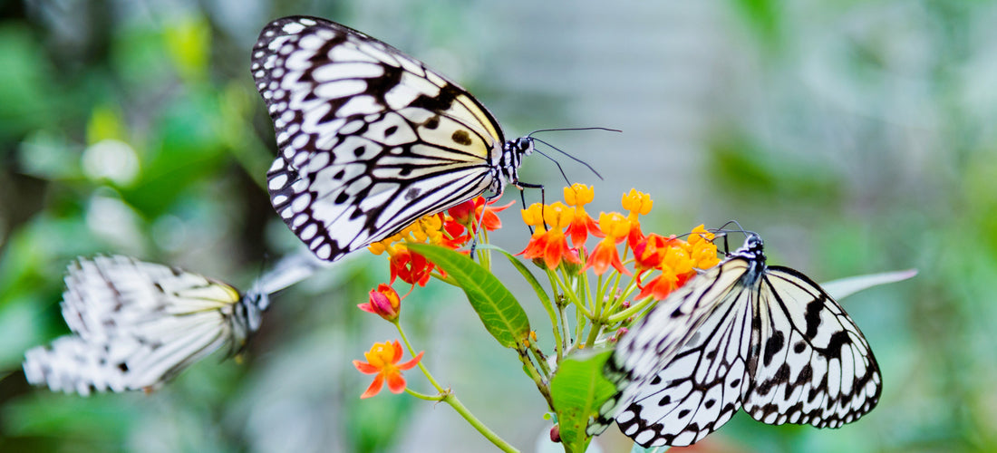 Butterfly & Moth Stickers | Paper Source