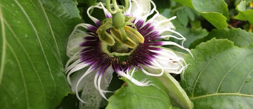 passiflora seeds for planting