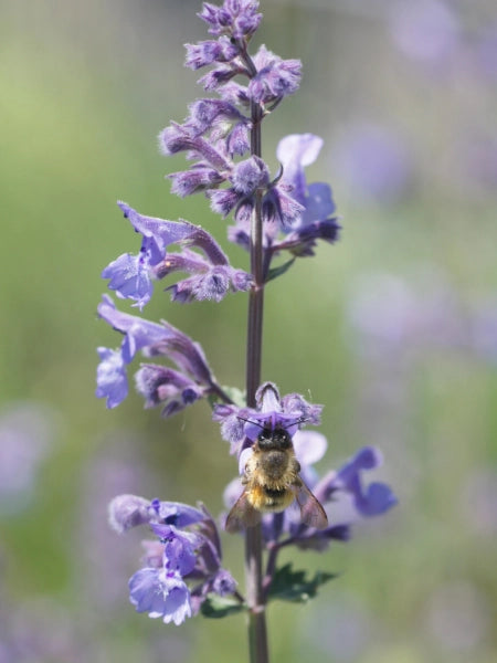 Catmint Seeds / Catnip Seeds For Planting (Nepeta) - Seed Needs – Seed ...