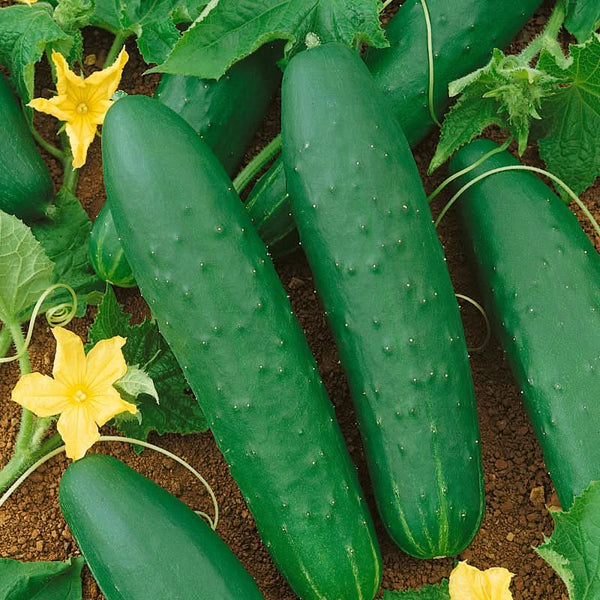 Organic Double Yield Cucumber Seeds For Planting