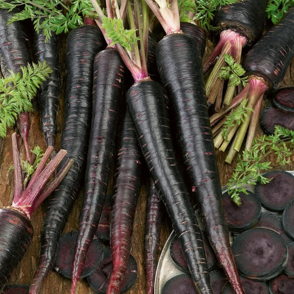 Organic Black Nebula Carrot Seeds For Planting