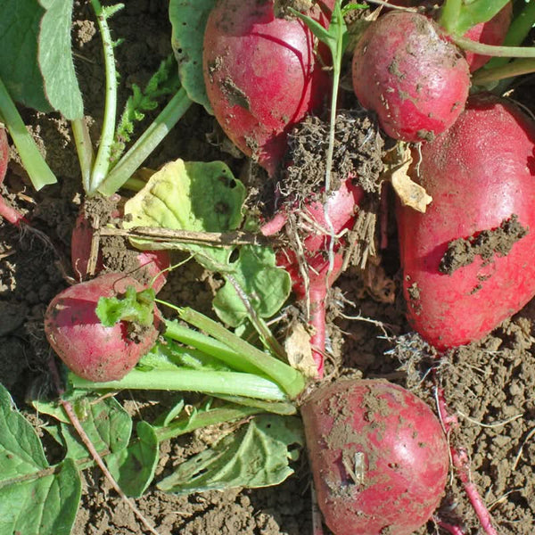 Organic Cherry Belle Radish Seeds For Planting