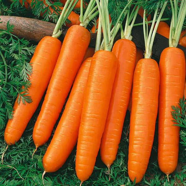 Organic Scarlet Nantes Carrot Seeds For Planting