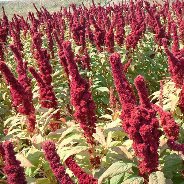 Organic Red Amaranth Greens Seeds For Planting