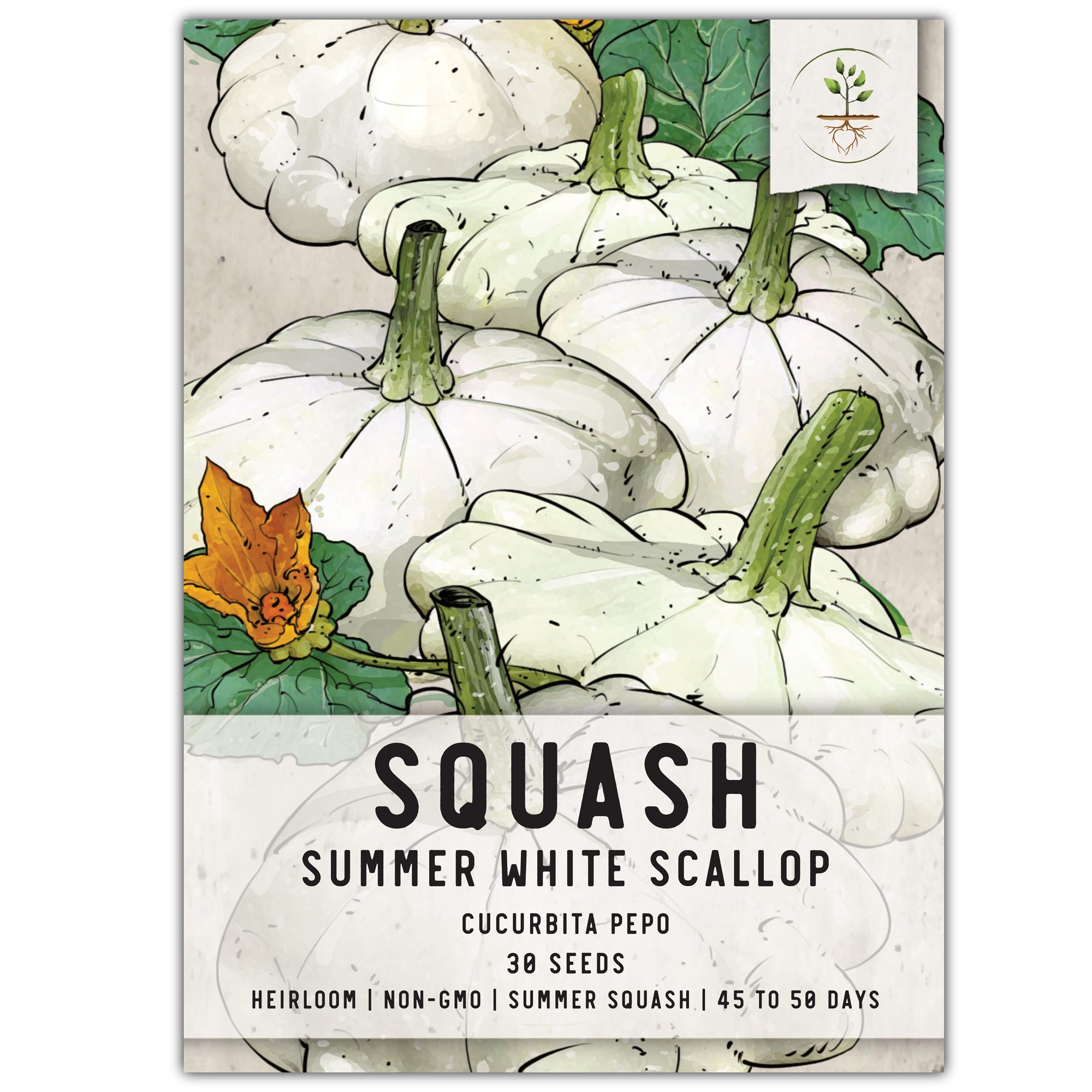 Summer Squash White Scallop (Patty Pan)