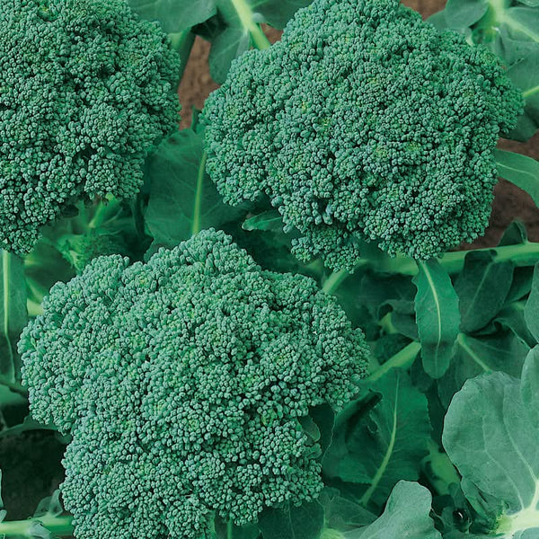 Organic Calabrese Broccoli Seeds For Planting