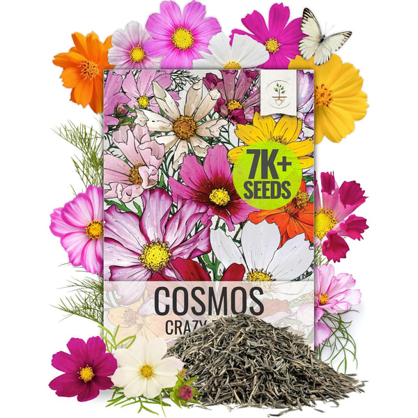 Crazy Blend Cosmos Seeds For Planting