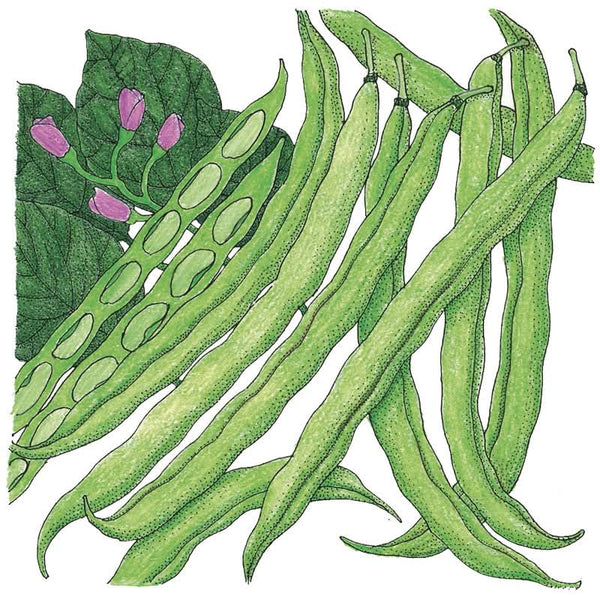 Organic Tendergreen Bush Bean Seeds For Planting