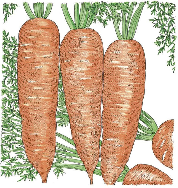 Organic Napoli Carrot Seeds For Planting