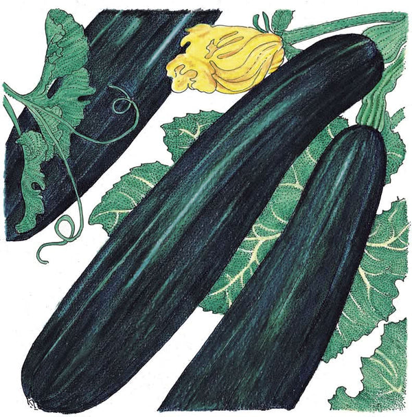 Organic Black Beauty Summer Squash Seeds For Planting