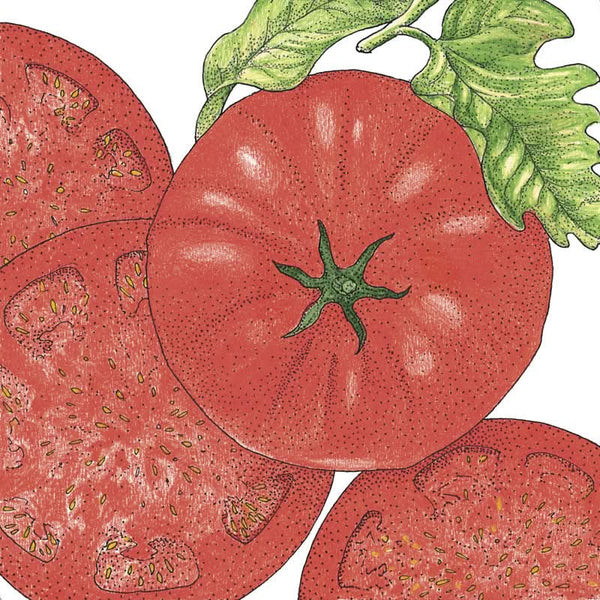 Organic Beefsteak Tomato Seeds For Planting